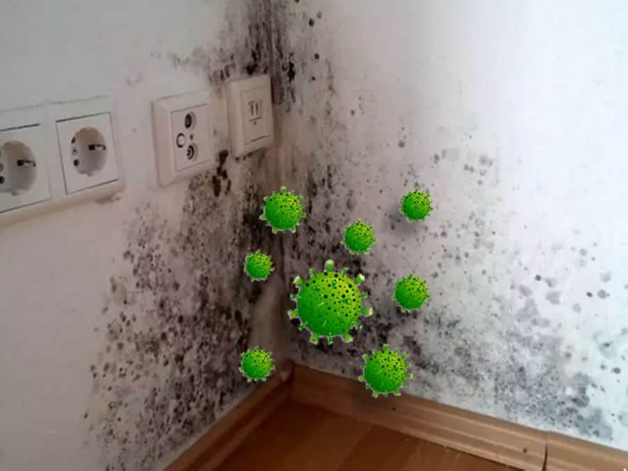 Vi khuẩn và nấm mốc trong không khí ẩm là nguyên nhân gây ra nhiều bệnh về đường hô hấp.